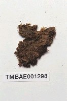 藏品(扇型提燈苔)的圖片